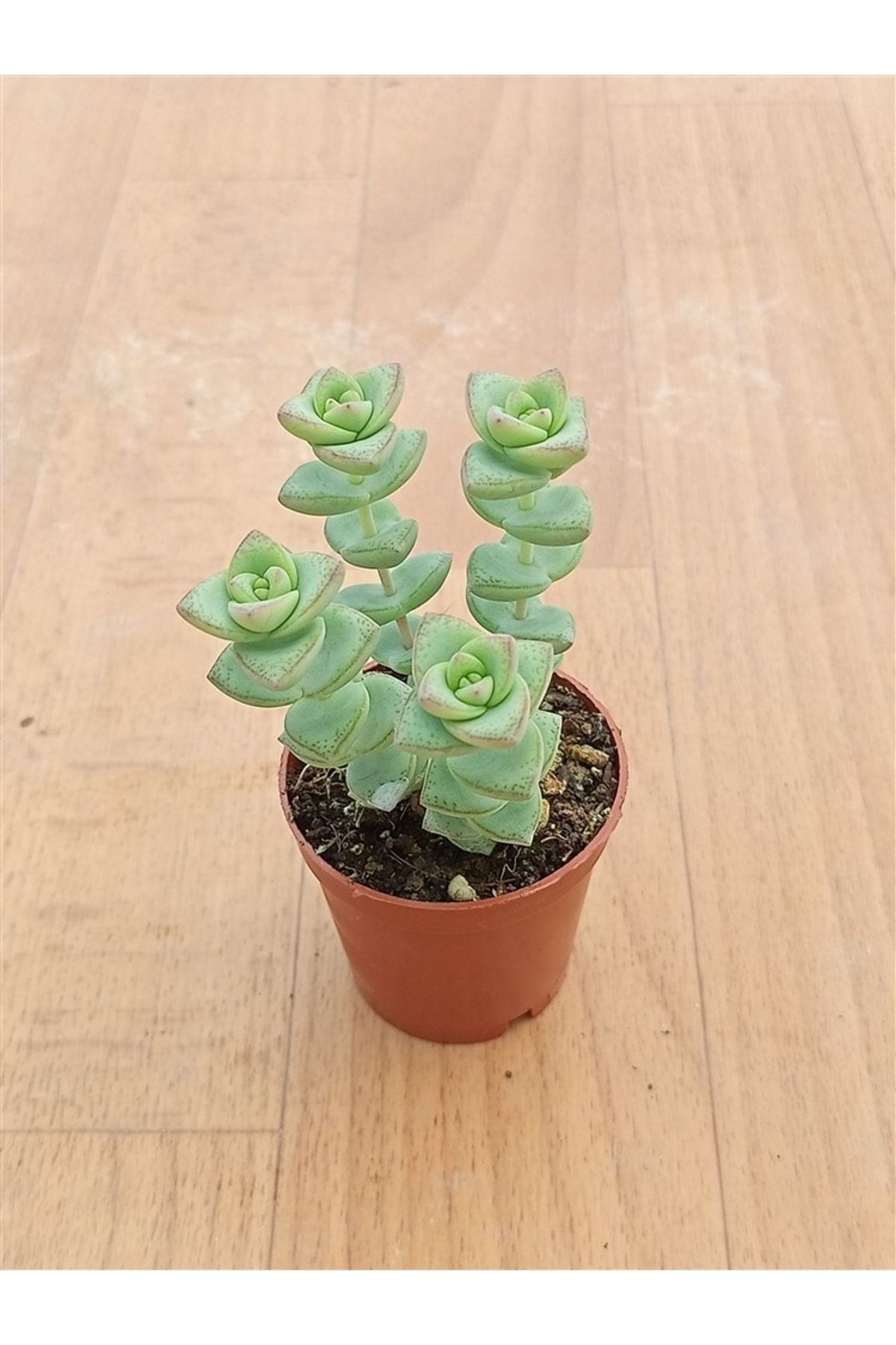 Crassula Perfossa ( 5,5 Cm ) Nadir Tür Kızaran Sukulent 2