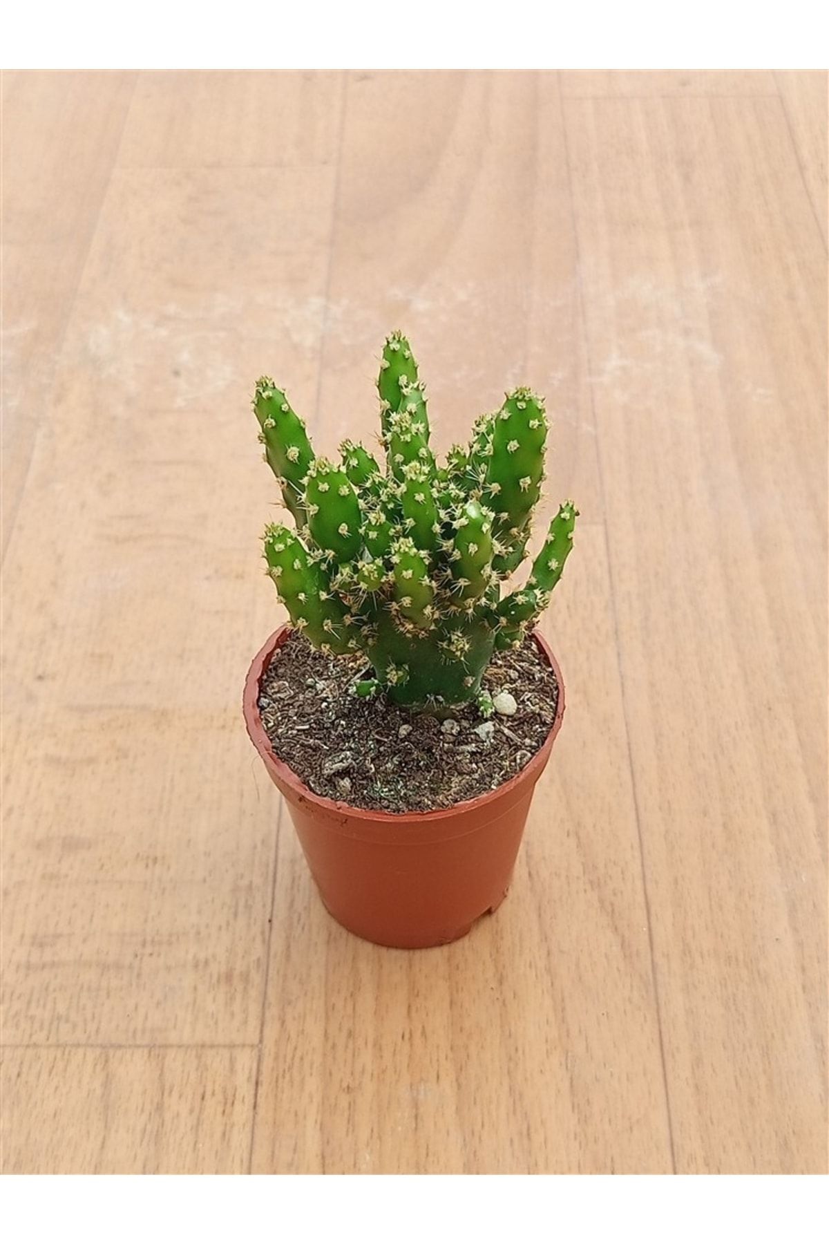 Opuntia Monacantha ( 5,5 Cm ) 2