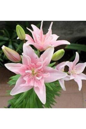 3 Adet Katmerli Kokulu Zambak Lilyum Çiçeği Soğanı Açık Pembe 654002