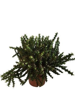 Euphorbia Lenewtonii - Büyük Boy Eforbiya - Süt Kaktüs 6103