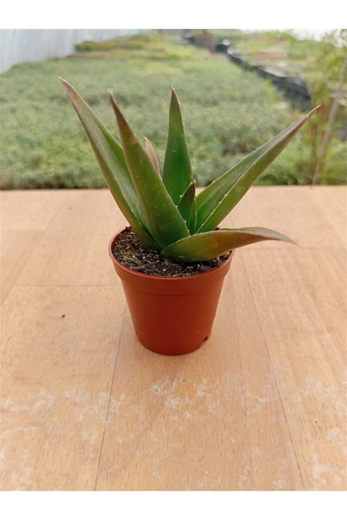 Aloe Black Gem ( 5,5 Cm ) 2