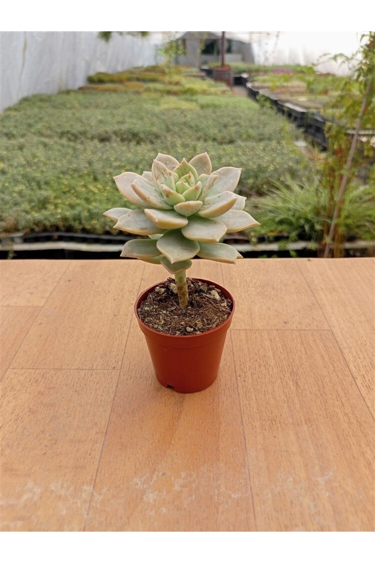 Graptopetalum Bernalense ( 5,5 Cm Saksıda ) 2