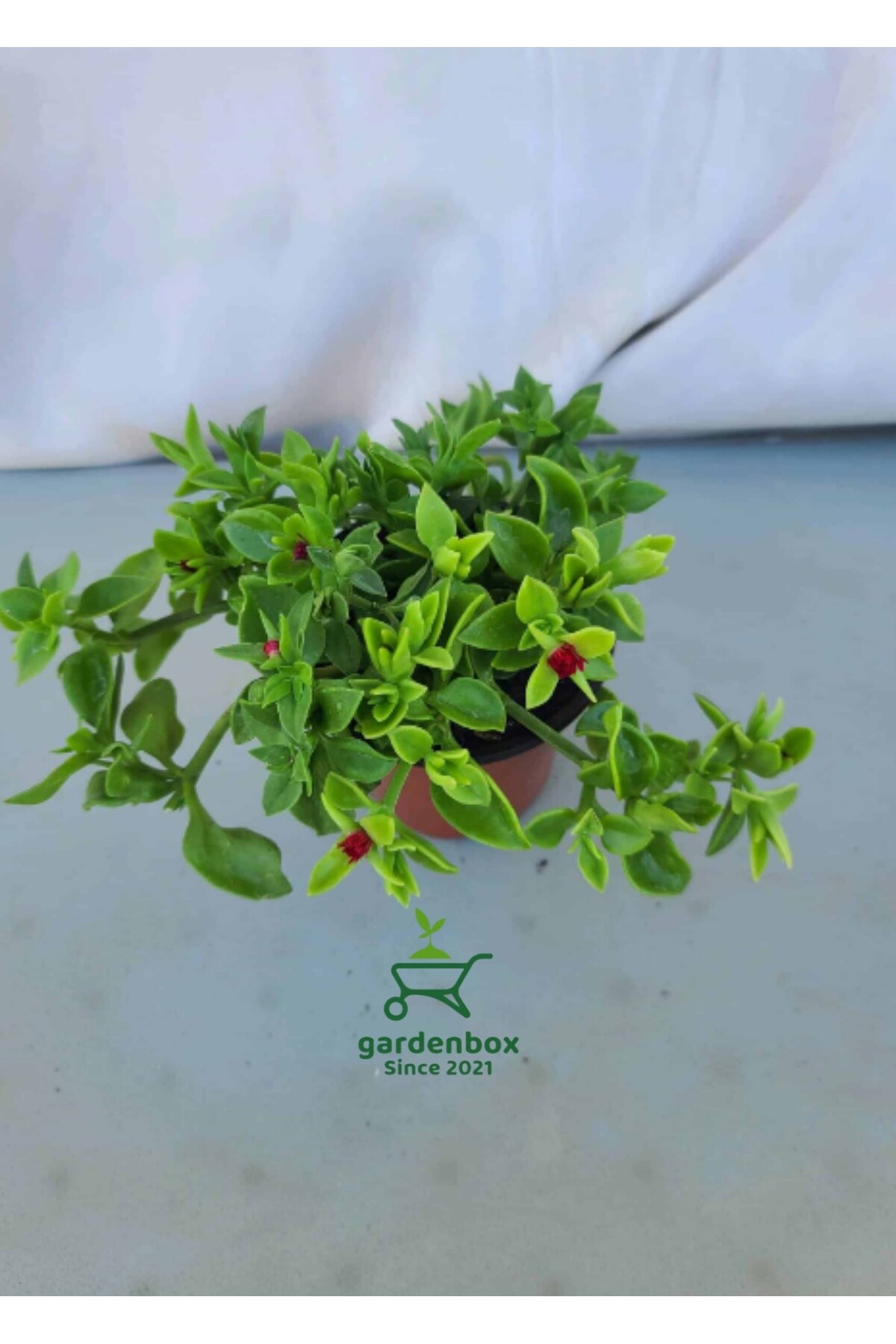 Yayılıcı Pembe Buz Çiçeği 5 ADET Saksılı 10-20Cm (Delosperma) 2