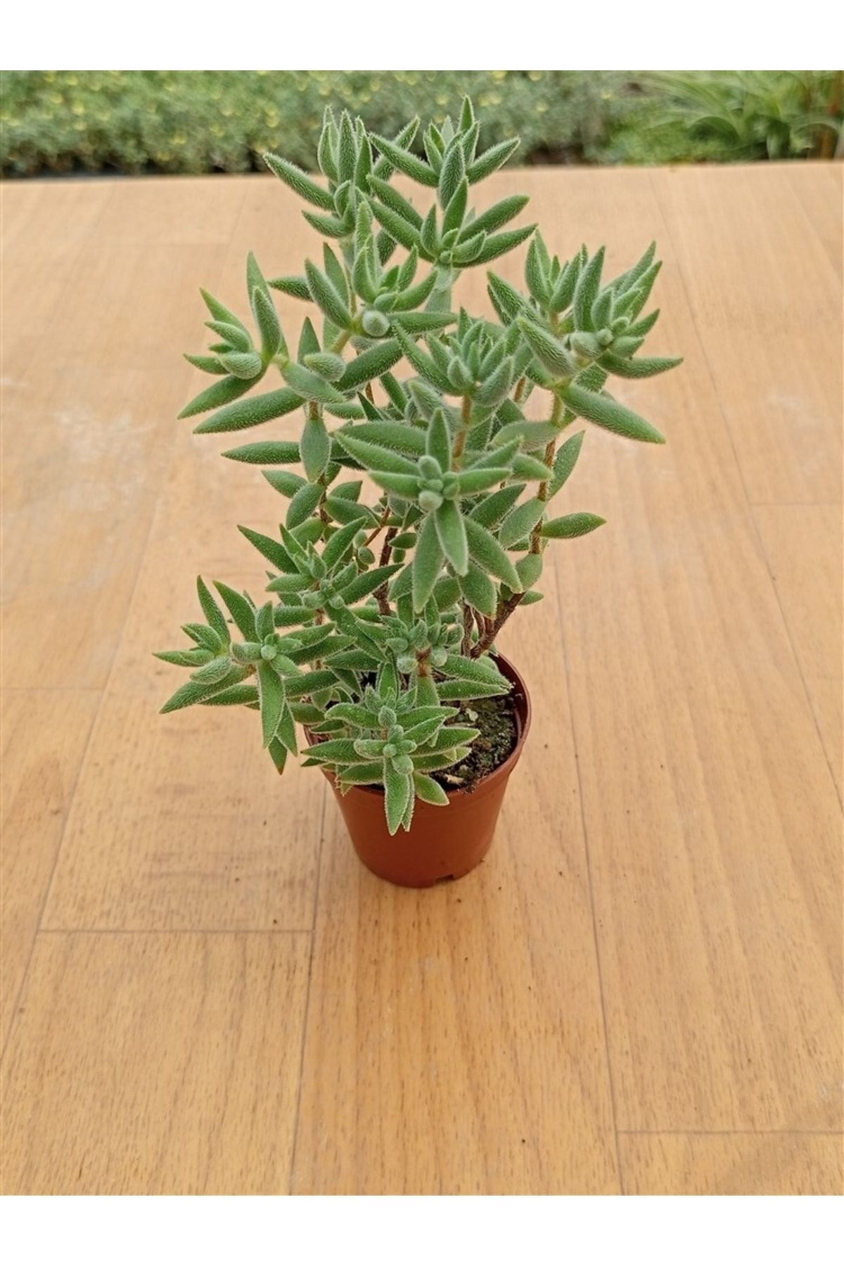 Crassula Mesembryanthemoides ( Ince Yaprak ) ( 5,5 Cm ) 2