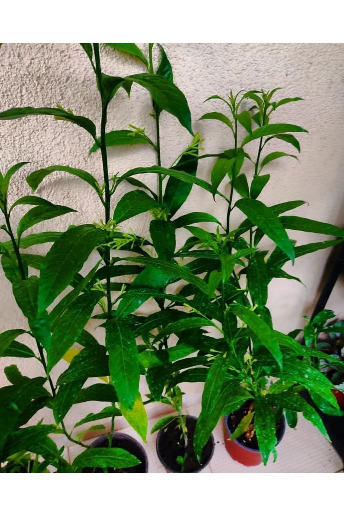 Melissa Plant - Retarded Flower ( 40-45 Cm ) Medium