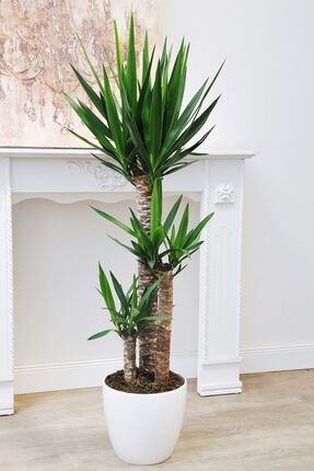 NADİR KAKTÜS 3 Gövdeli 130-150 cm Boyunda Yucca Bitkisi Yuka Avize Çiçeği Yukka
