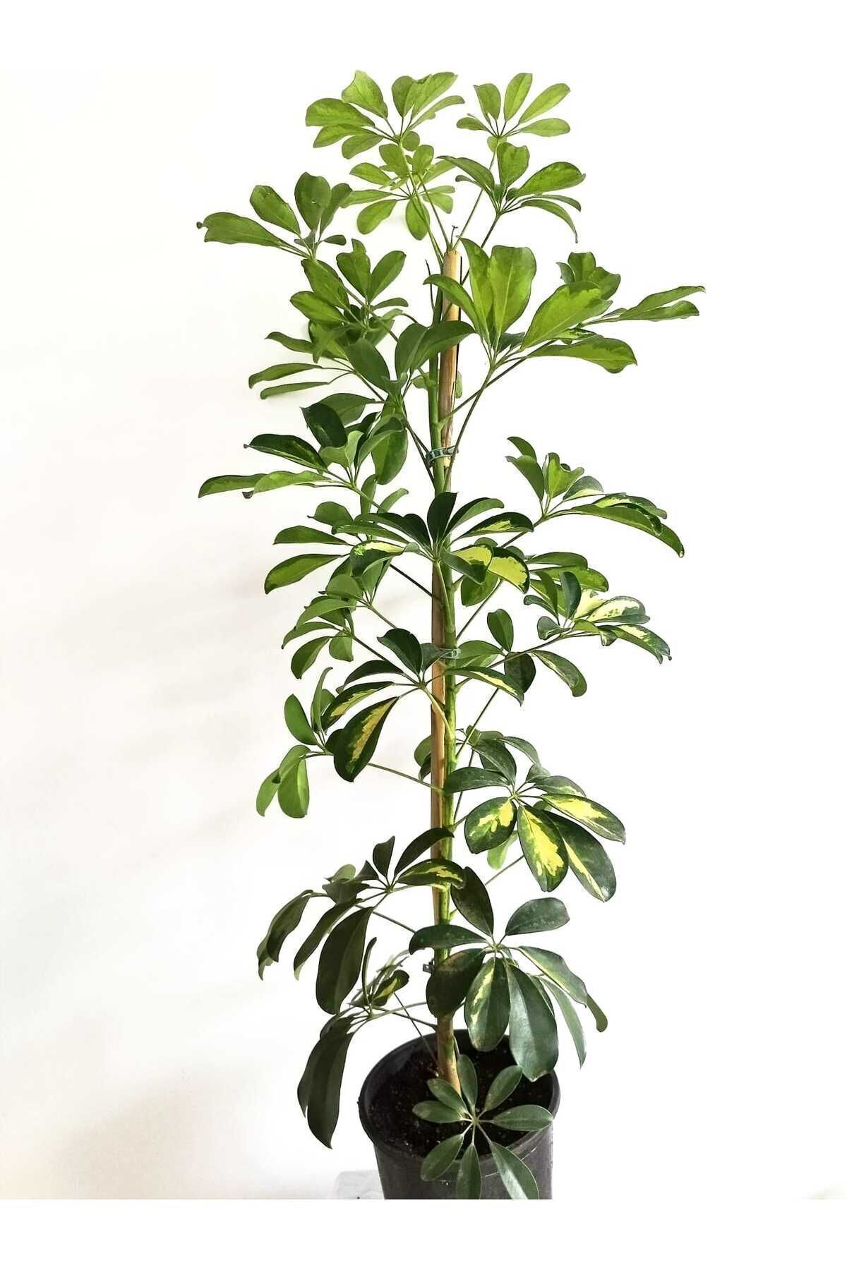 Chefs Plant 100-120 Cm Schefflera Plant 5 Finger Plant Home Plant Office Plant Living Room Plant
