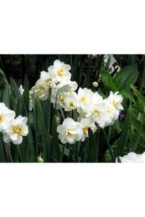 10 Adet Beyaz Nergis Çiçeği Soğanı Kokulu ISDMU294