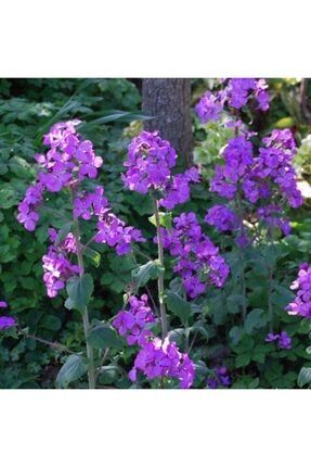 10 Adet Mor Renkli Para Çiçeği Tohumu DJHV3654