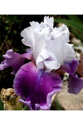 2 Adet Süsen Iris Çiçeği Soğanı Ebruli Mor 54654