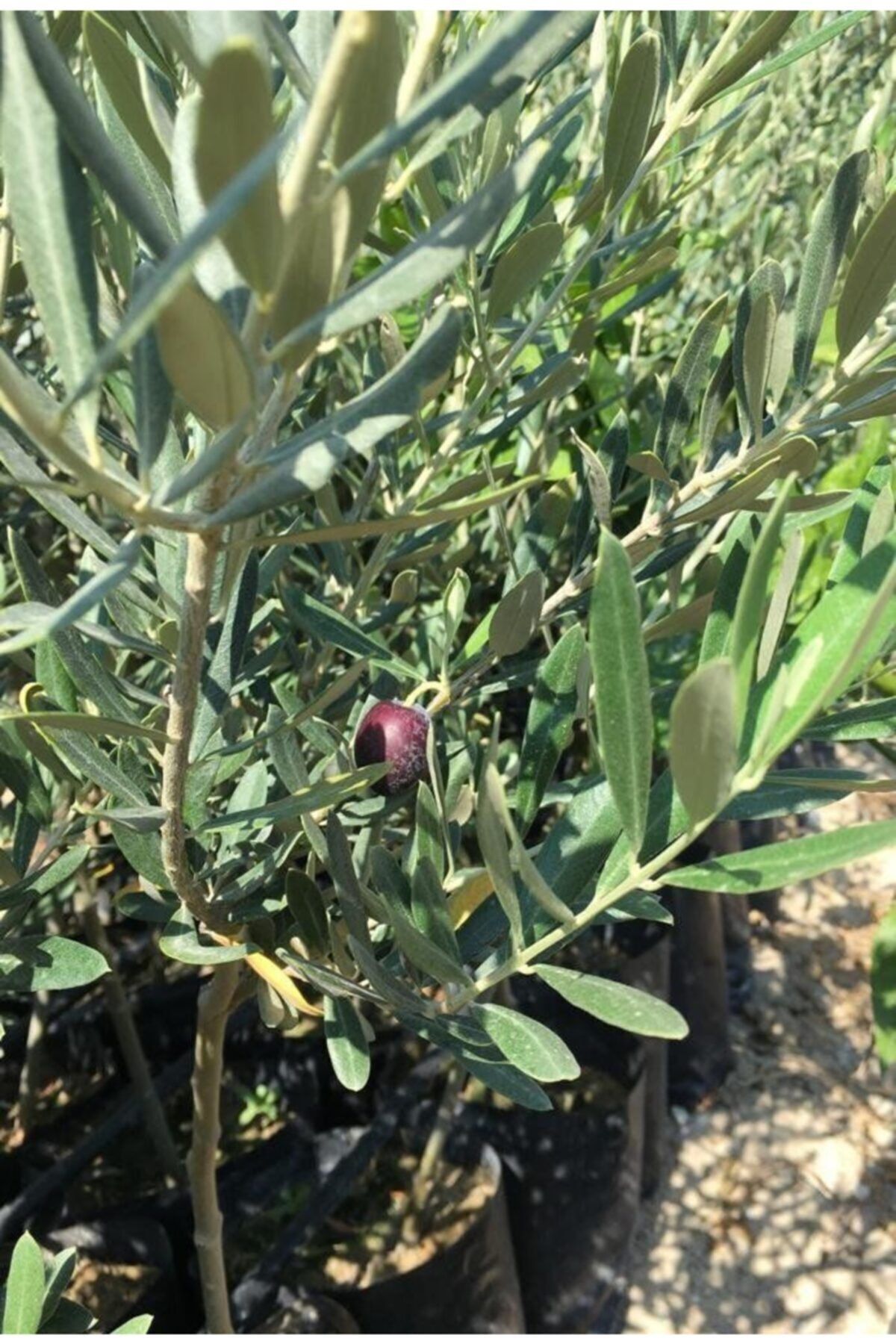 Fidan Sahası Tüplü 3 Adet Gemlik Zeytin(sınırlı Stok)