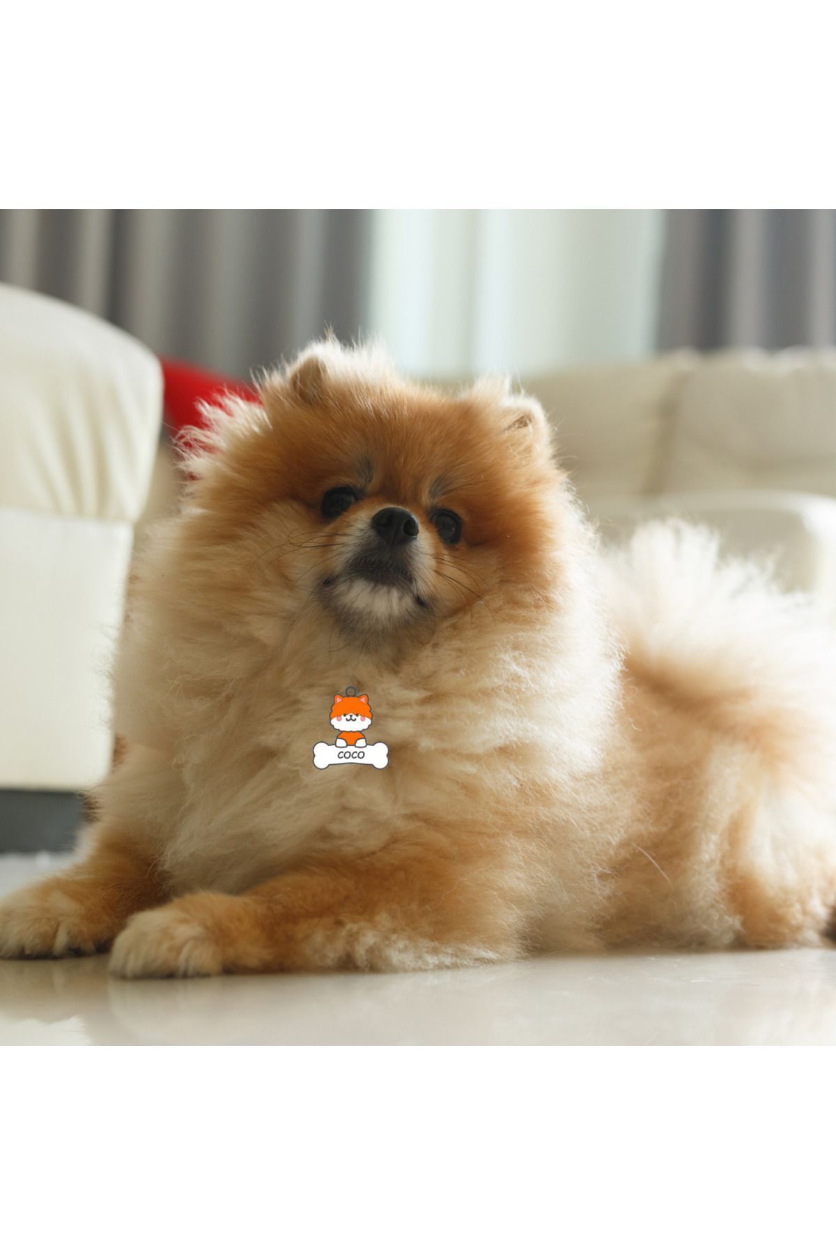 HERCULES-Dog and Bone Patterned Name Tag - Imprint, Phone Number Written 4