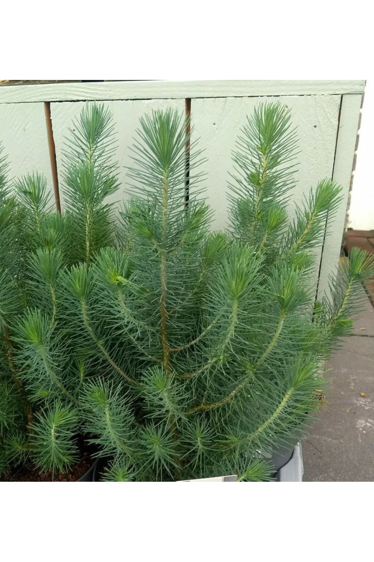 Fıstık Çamı Saksıda 40-60 cm 2 yaş Pinus Pinea Dayanıklı ve Dekoratif 3
