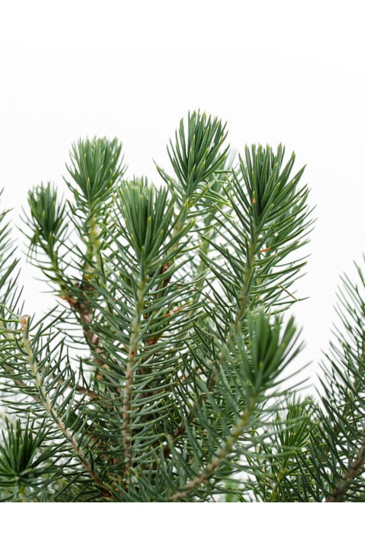Fıstık Çamı Saksıda 40-60 cm 2 yaş Pinus Pinea Dayanıklı ve Dekoratif 4