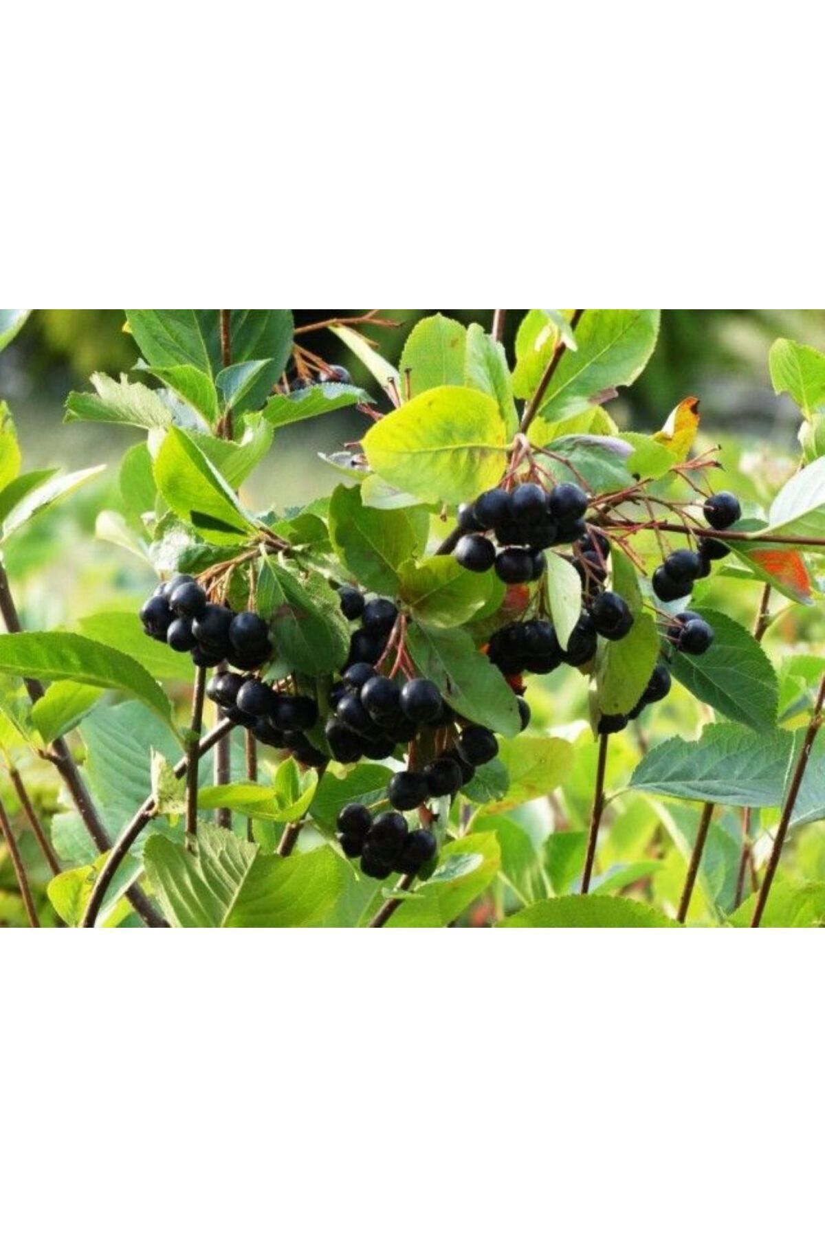 1 Adet "Mahlep Ağacı Fidanı - Aromatik ve Verimli 1-2 yaş 5
