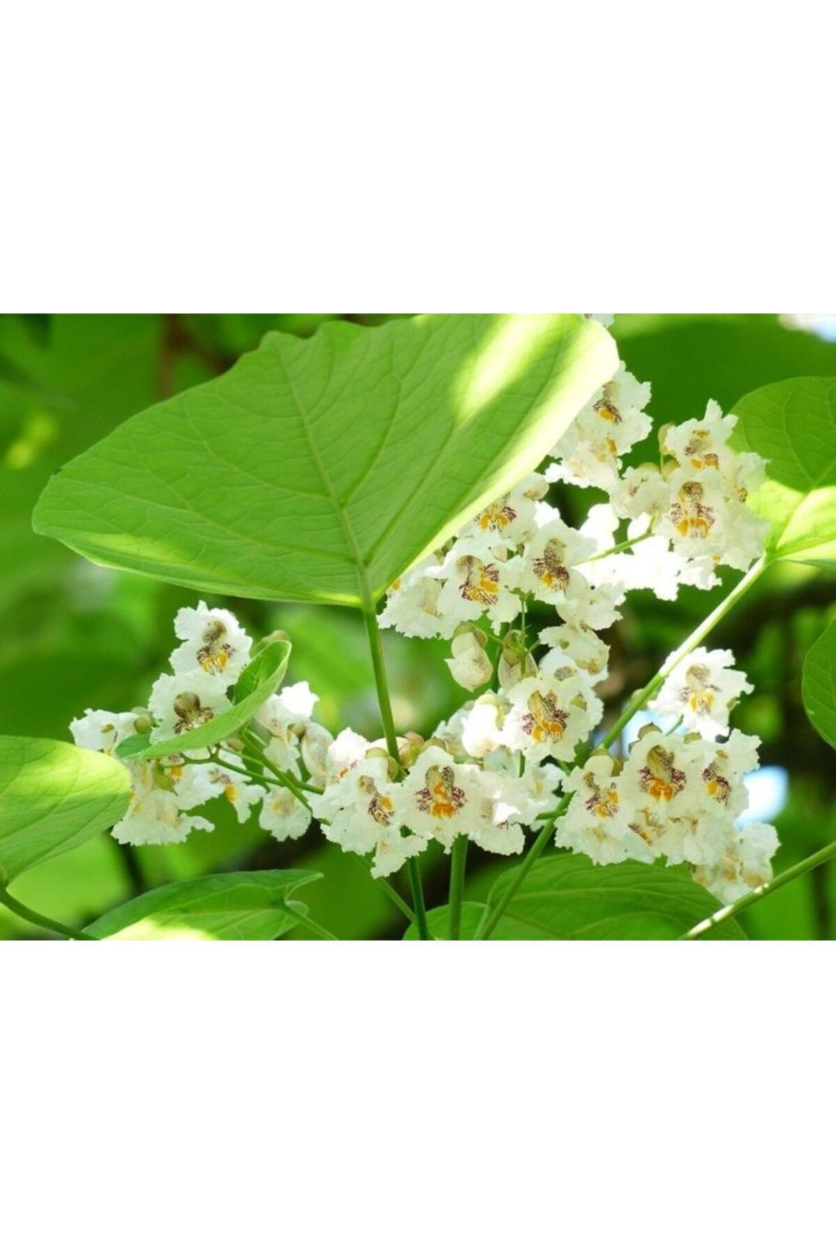 1 Adet "Mahlep Ağacı Fidanı - Aromatik ve Verimli 1-2 yaş 3