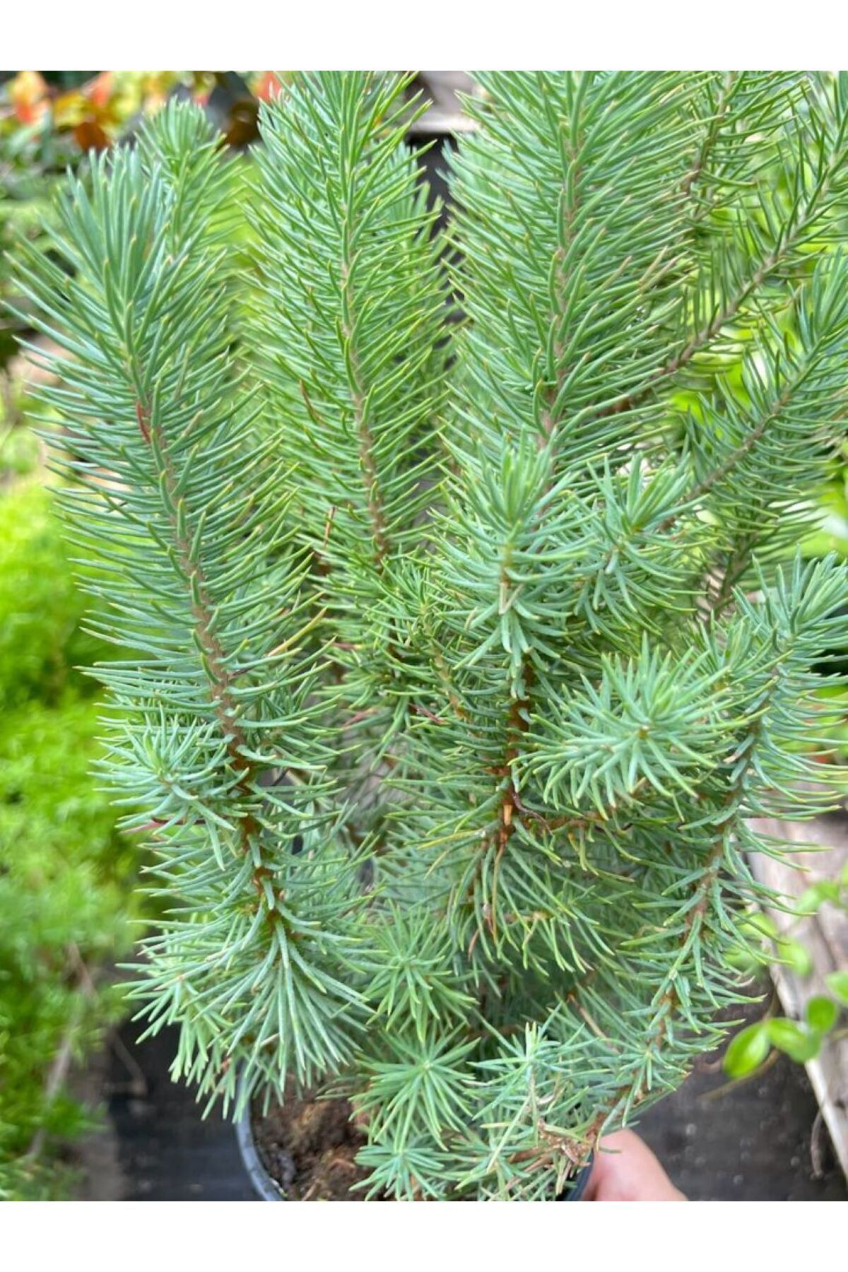 Fıstık Çamı Saksıda 40-60 cm 2 yaş Pinus Pinea Dayanıklı ve Dekoratif