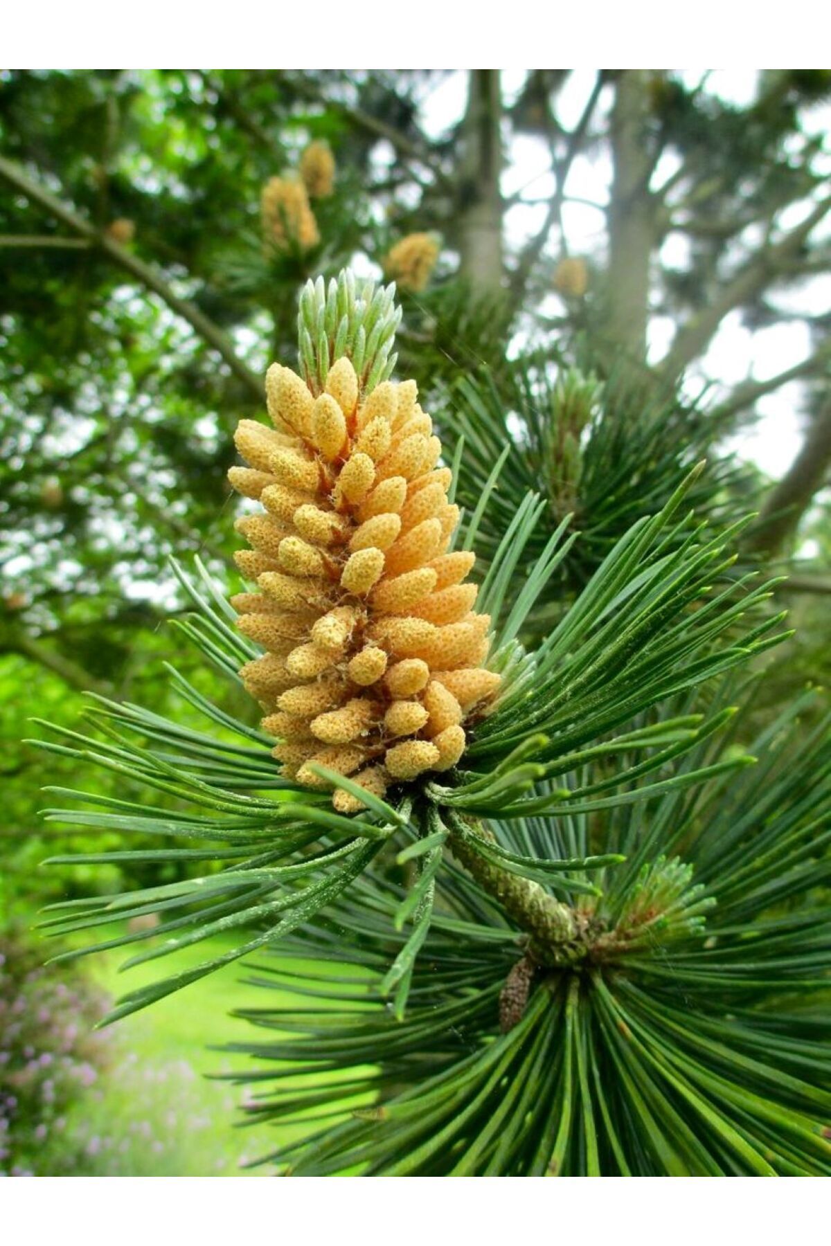 Fıstık Çamı Saksıda 40-60 cm 2 yaş Pinus Pinea Dayanıklı ve Dekoratif 2