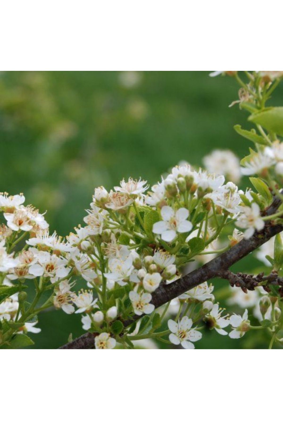 1 Adet "Mahlep Ağacı Fidanı - Aromatik ve Verimli 1-2 yaş 2