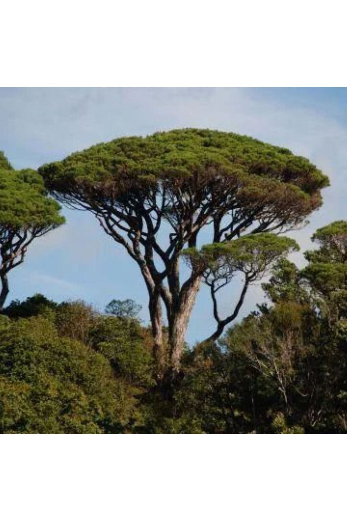 Fıstık Çamı Saksıda 40-60 cm 2 yaş Pinus Pinea Dayanıklı ve Dekoratif 5
