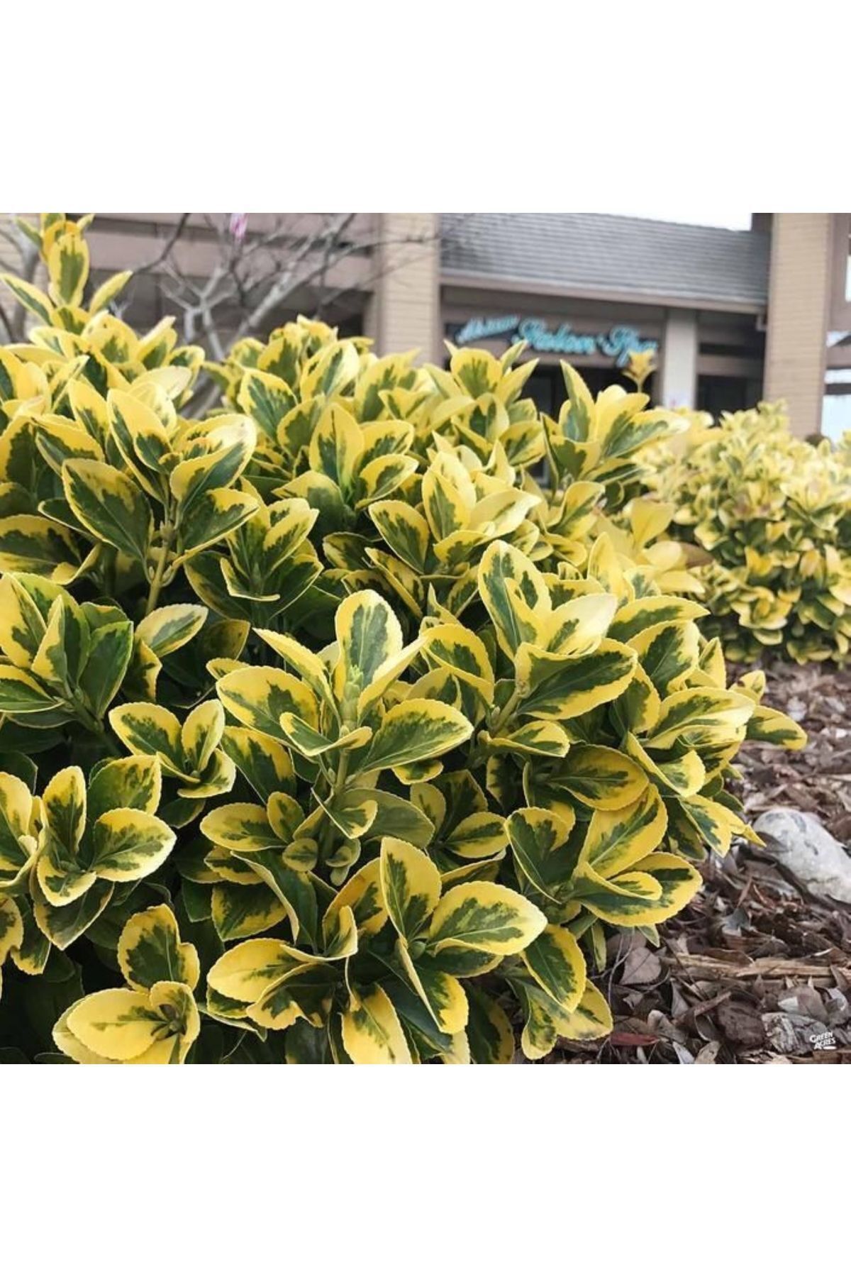 1-2 Yaş Tüplü Alacalı Gold Taflan - Euonymus japonicus | Göz Alıcı ve Dayanıklı Peyzaj Bitkisi