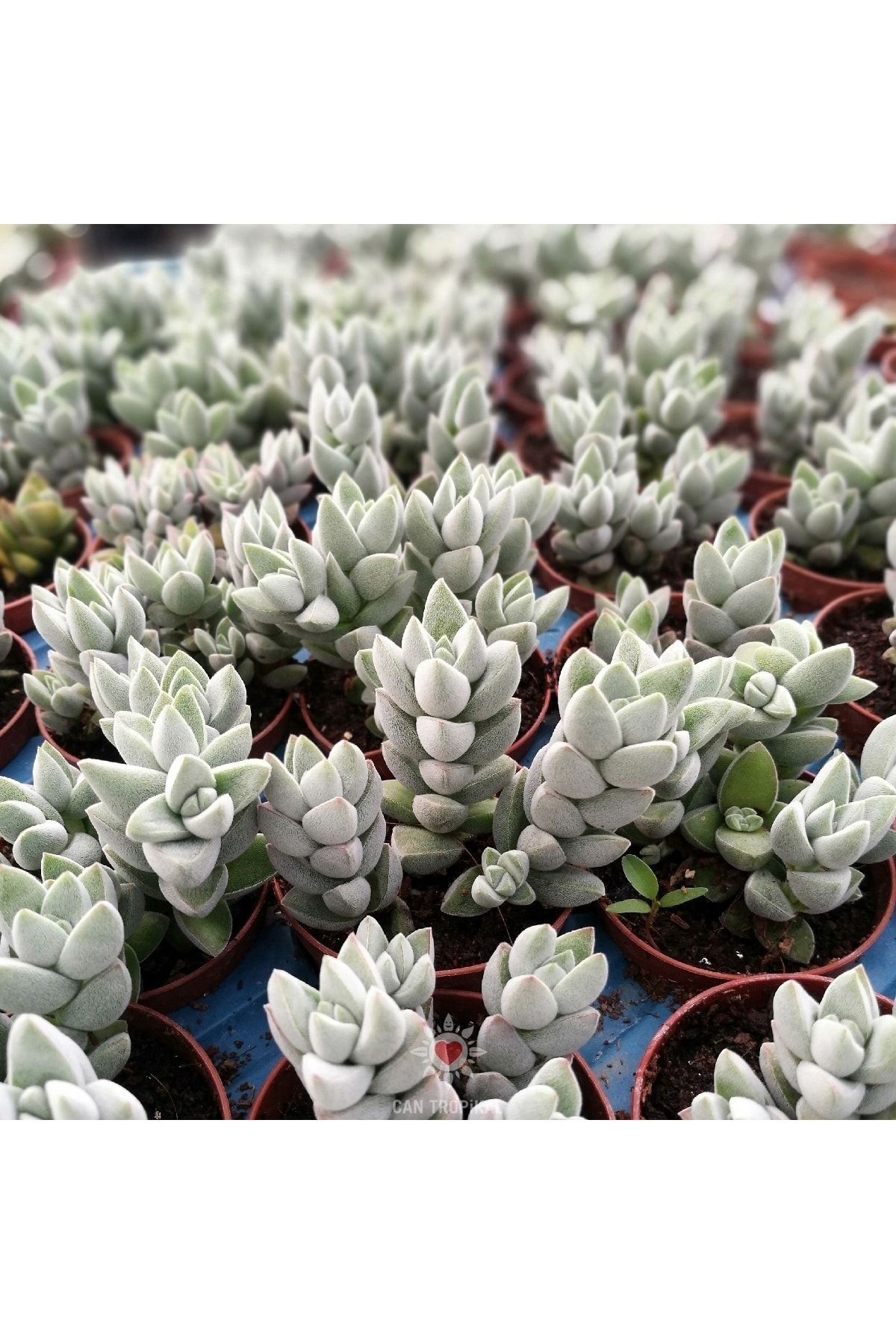 Crassula Hybrid Üçlü, Moonglow A Benzeyen Nadir Sukulent 3