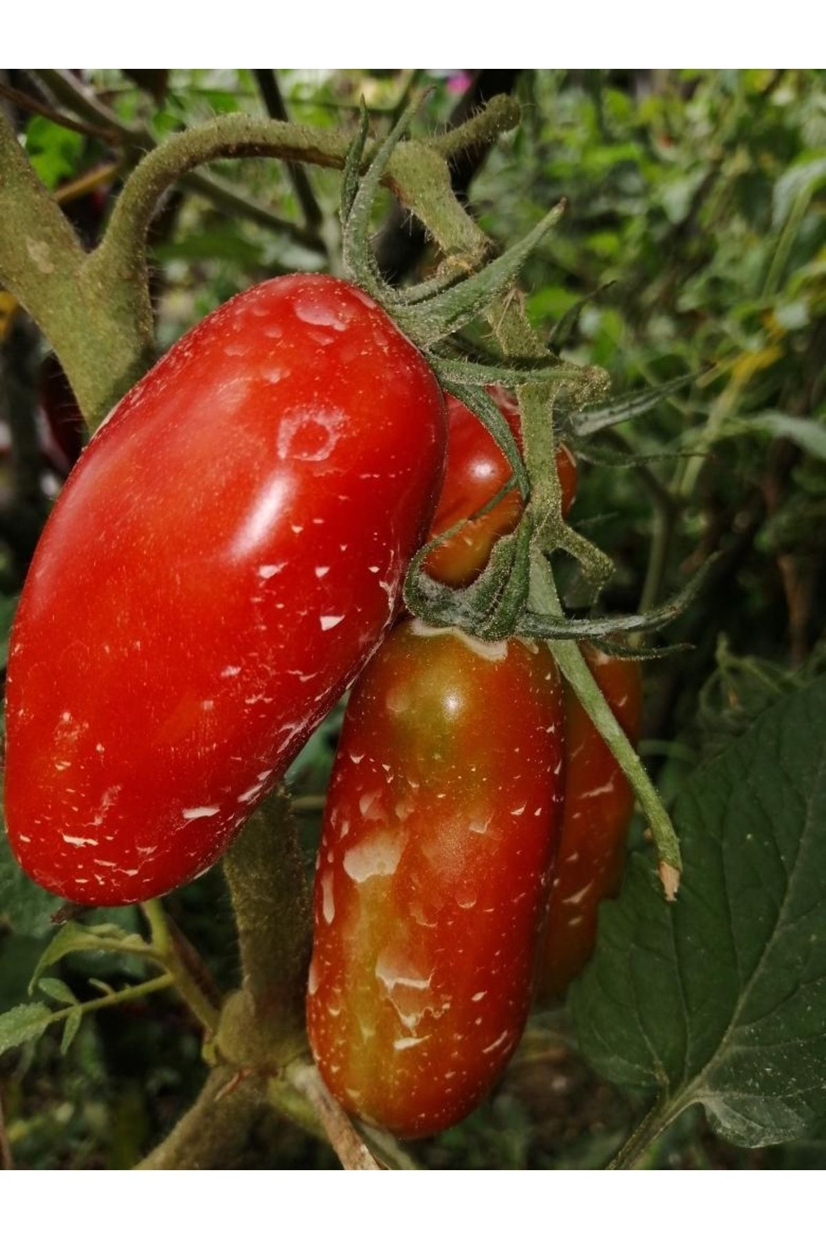Tohum Dünyası 10 Adet San Marzano Sosluk Italyan Domatesi Tohumu- Sırık Tipi