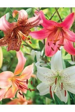 4 Adet Zambak Lilyum Çiçeği Soğanı TYC00192823106