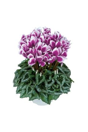 3 Adet Ebruli Mor Sıklamen Çiçeği Soğanı (cyclamen Yumrusu) 94656
