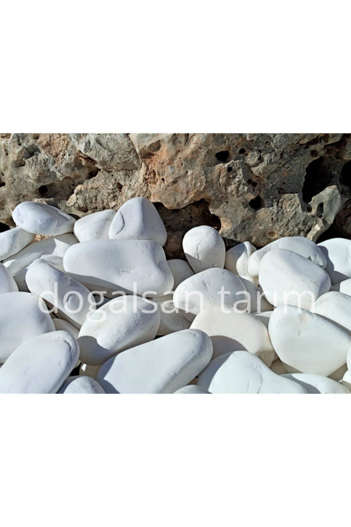 Beyaz Dolomit Taş 10 Kg 4-6 Cm Dere Taşı Çakıl Taşı Saksı Taşı Akvaryum Teraryum Taşı Bahçe Taşı 2