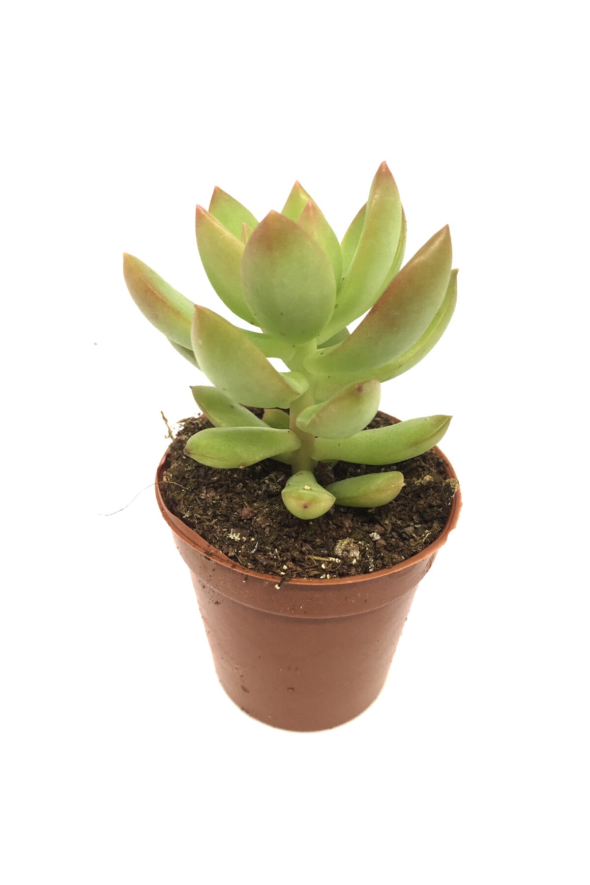 Sedum Adolphii Sukulent Yeni Seri