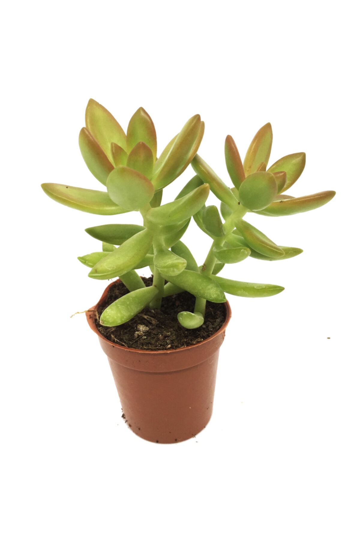 Sedum Nussbaumerianum Sukulent Yeni Seri