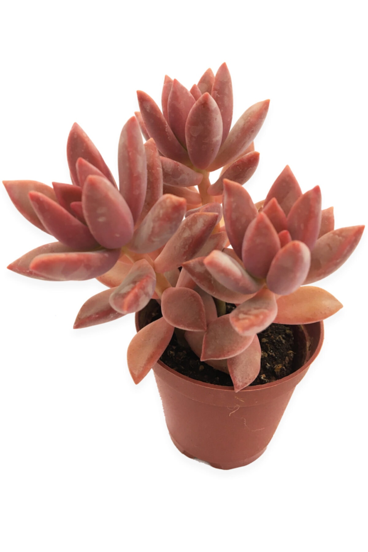Graptoveria California Sunset Sukulent 5,5 Cm Saksıda