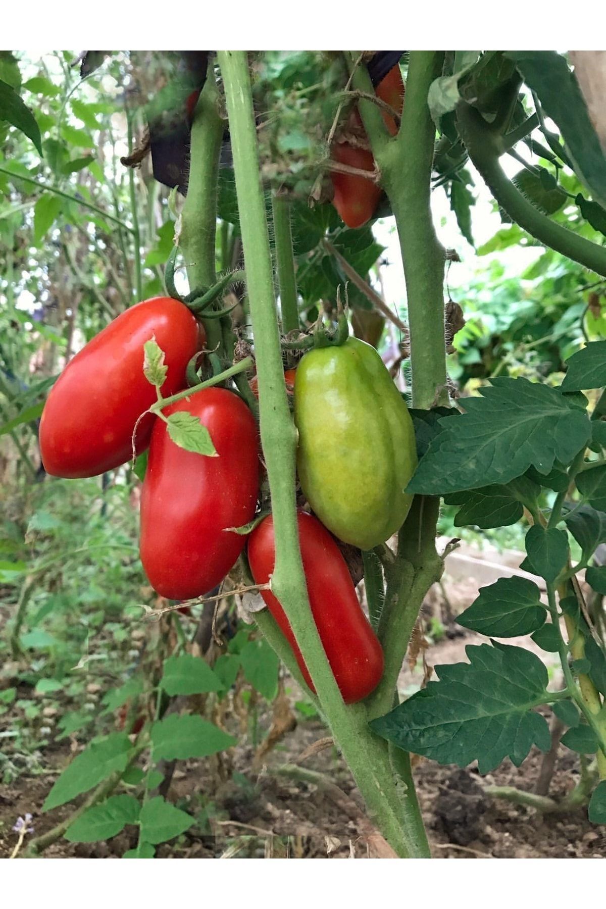 Tohum Dünyası 10 Adet San Marzano Sosluk Italyan Domatesi Tohumu- Sırık Tipi