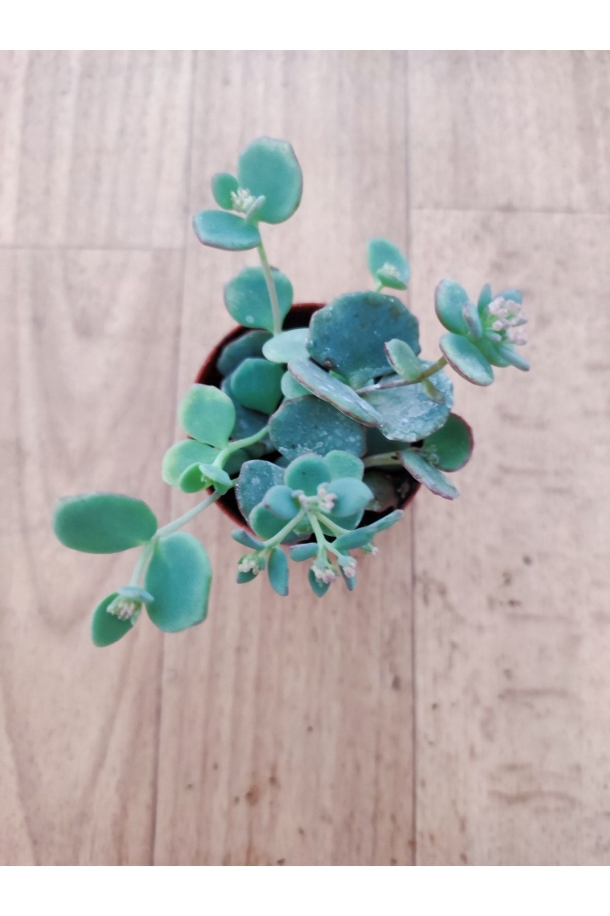 Sedum Sieboldi ( 5.5 Cm Saksıda ) Çiçek Açan Sukulent 2