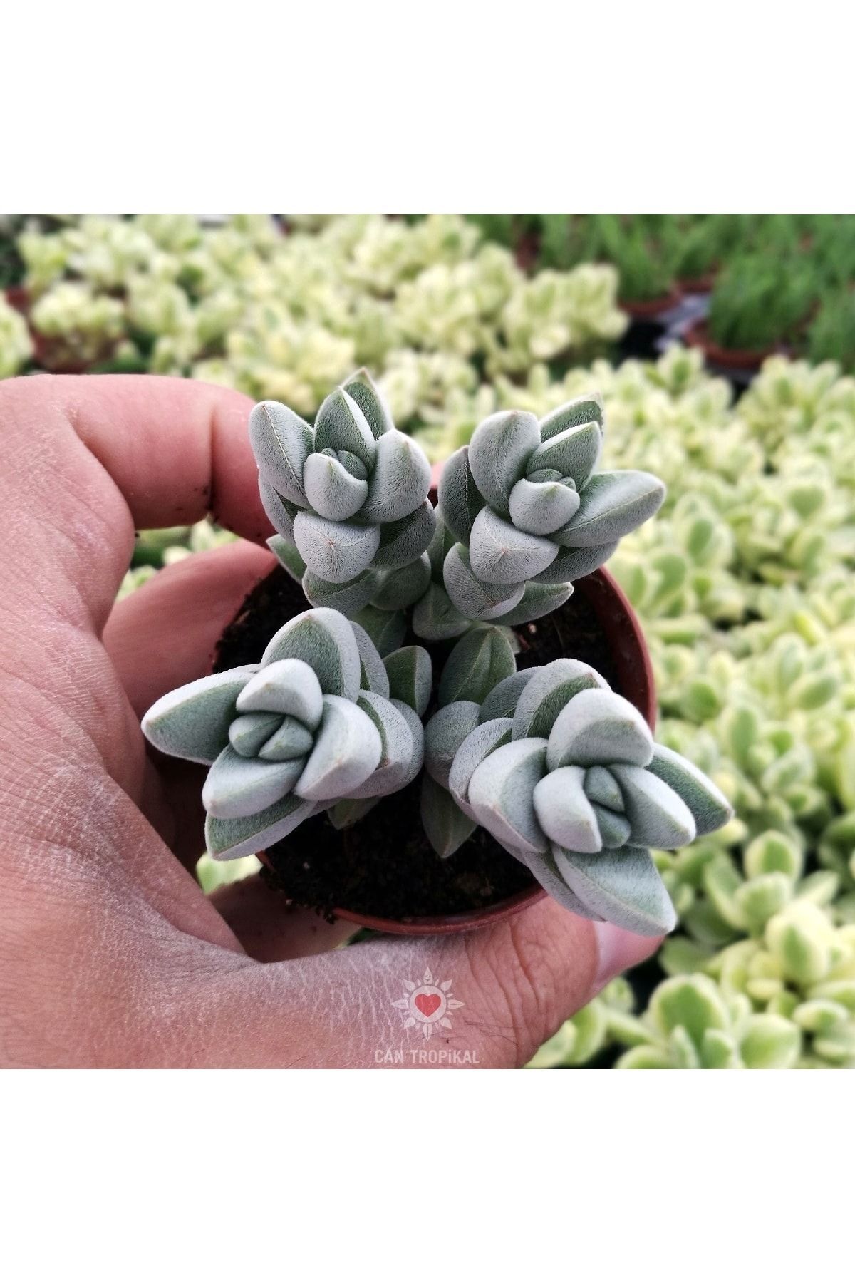 Crassula Hybrid Üçlü, Moonglow A Benzeyen Nadir Sukulent 4