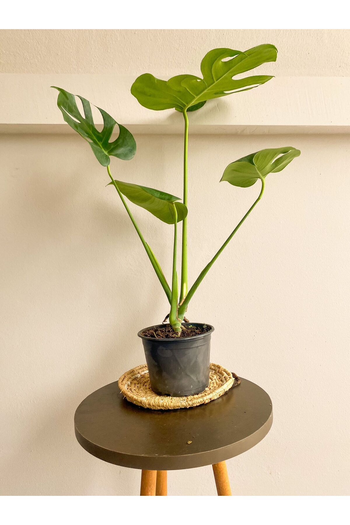 NADR KAKTS Monstera Deliciosa Deve Taban Orta Boy 45-50 Cm - Fiyat,  Yorumlar