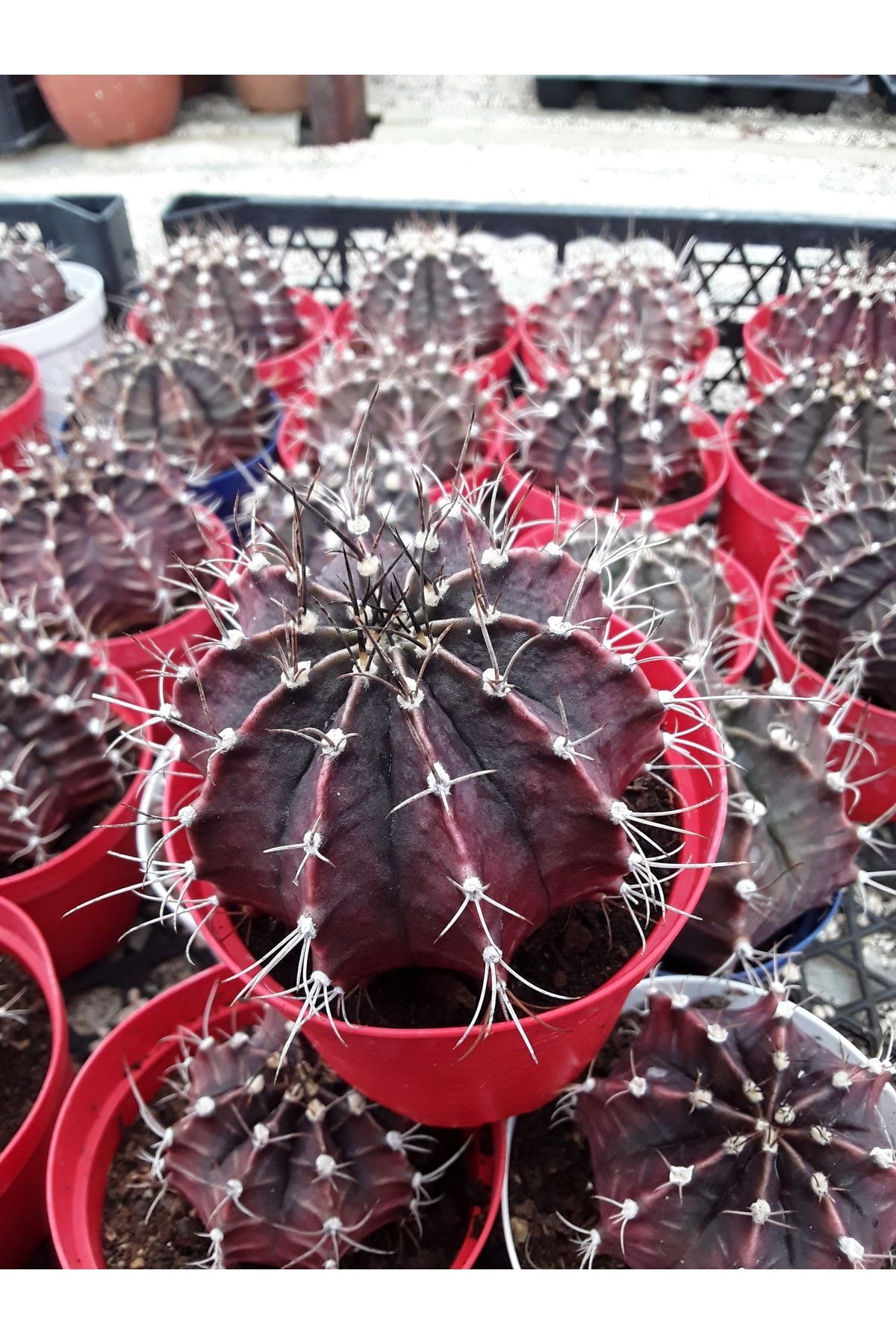 Gymnocalycium Bodo 8,5 Saksı Dolusu 3