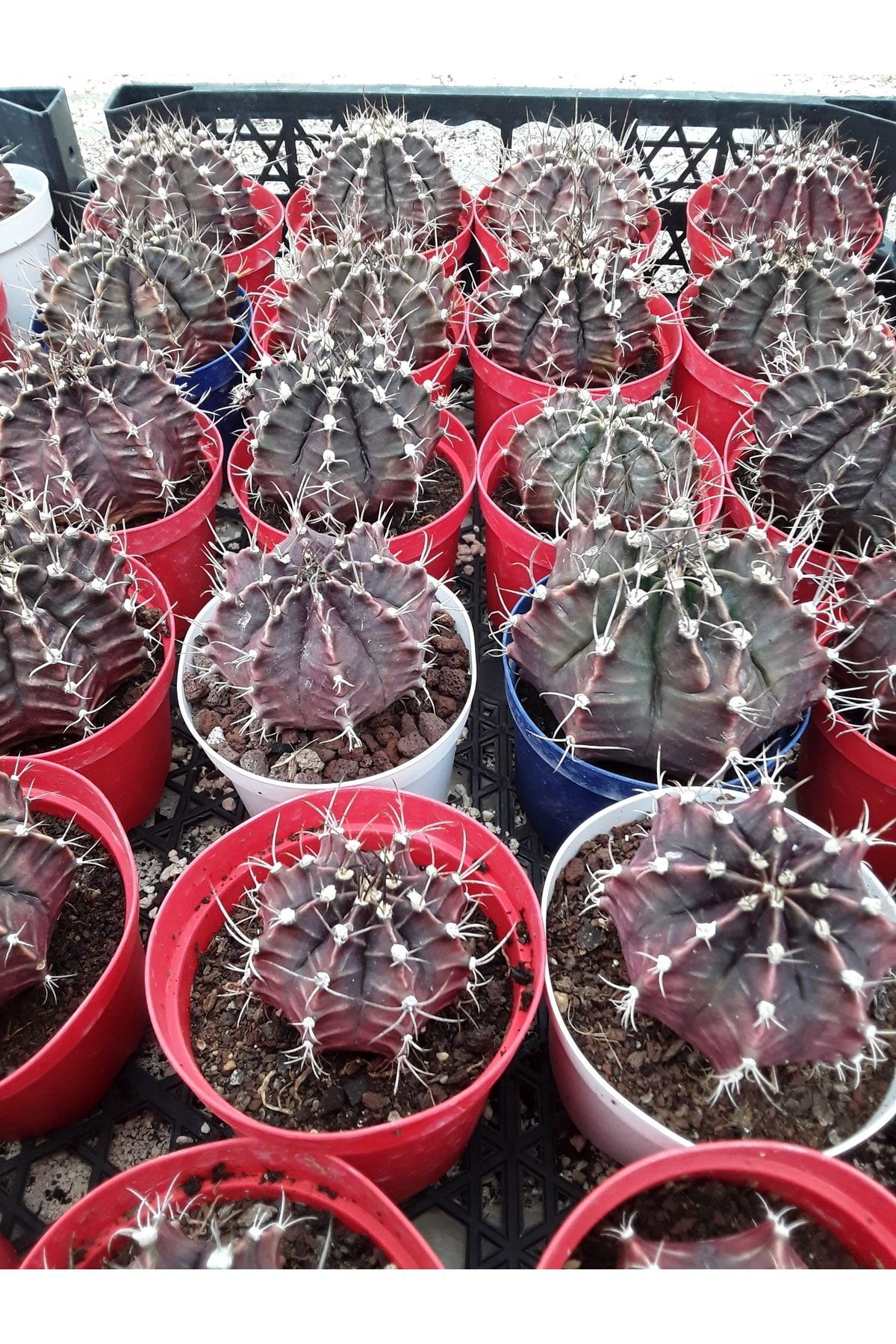 Gymnocalycium Bodo 8,5 Saksı Dolusu 2