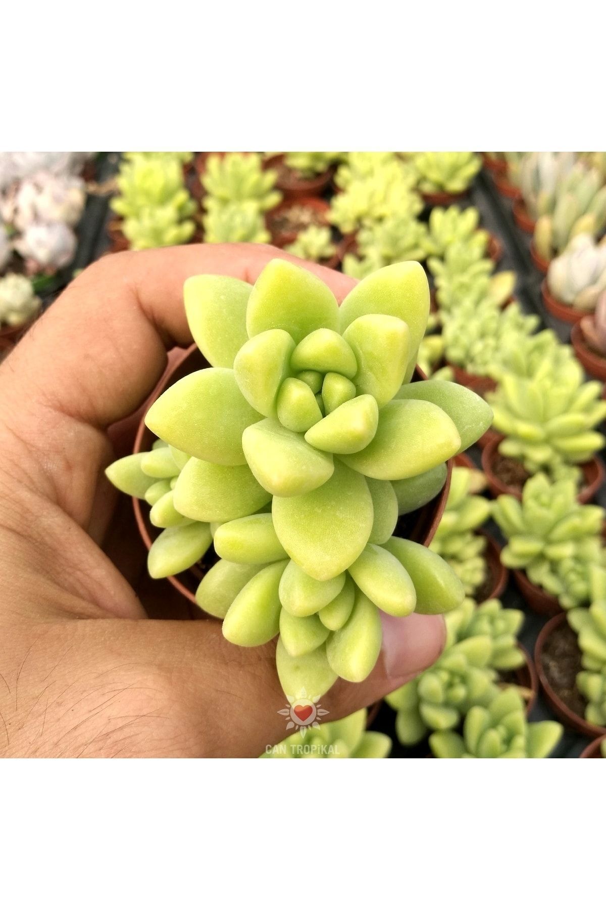 Graptosedum Hyrbid, Sari Yeşil Kiwi Rengi Sukulent 2