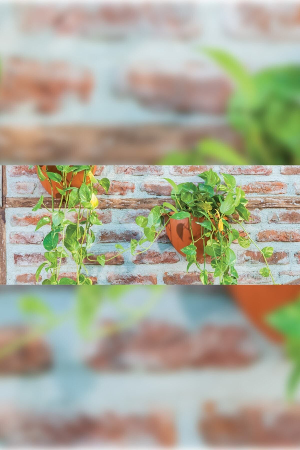 3.4 Litre Antrasit Yarım Duvar Balkon Saksısı Bahçe Duvarı Mat Plastik Saksı Damla No3 34,5x19,5cm 8
