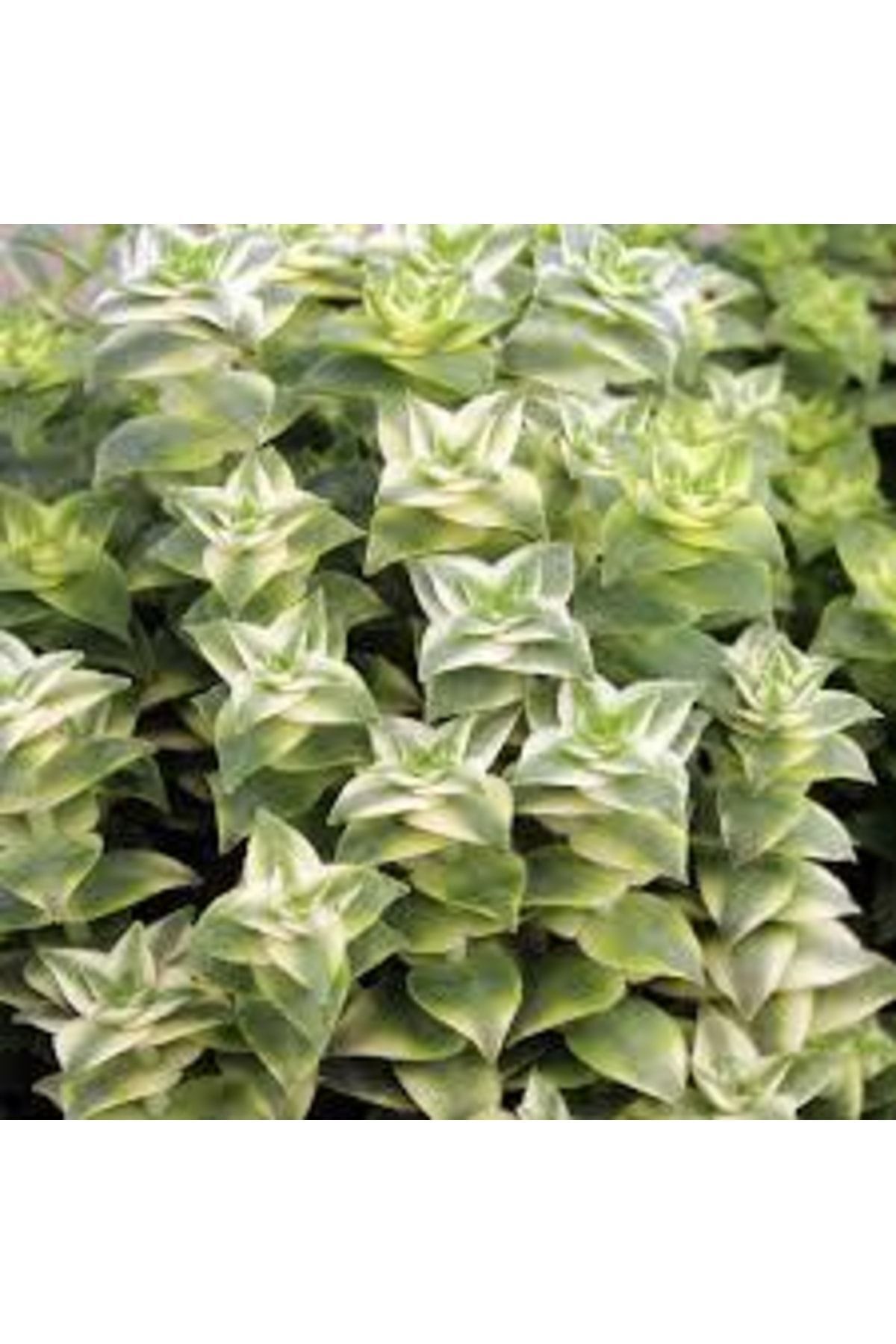 Crassula Perforata Variegata - Parlayan Renkler - Sukulent 4
