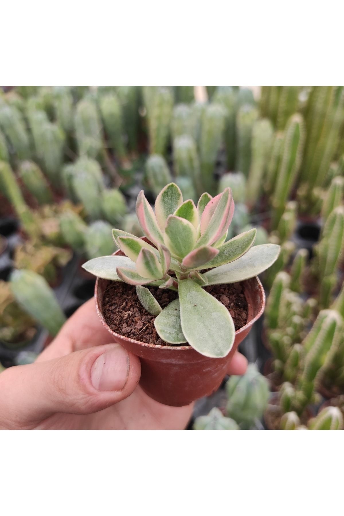 Crassula Dejecta Varieagata Money Maker Sukulent Kaktüs 2