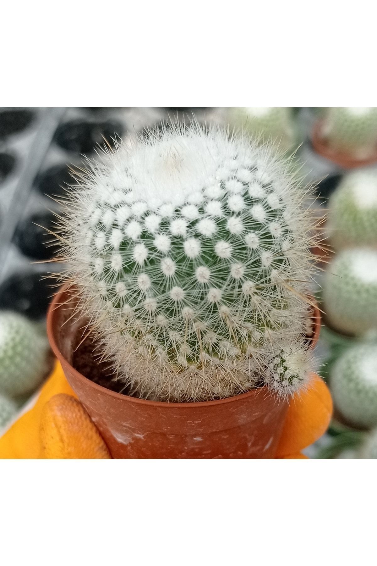 Parodia Scopa Ssp. Rudibuenekeri, Büyük Sarı Çiçek Açan Kaktüs 3