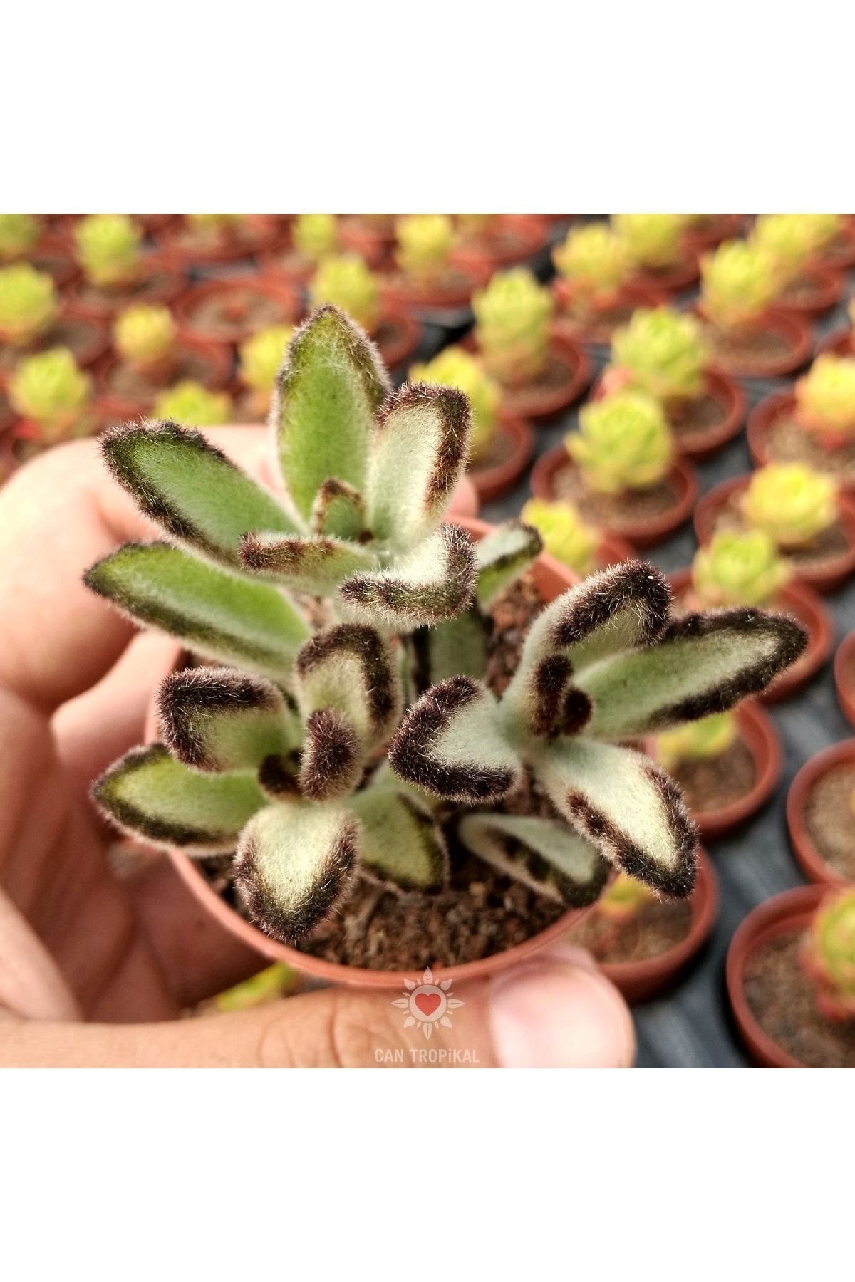 Kalanchoe Nigra Chocolate Soldier 3'lü, Çikolata Rujlu Sukulent 2