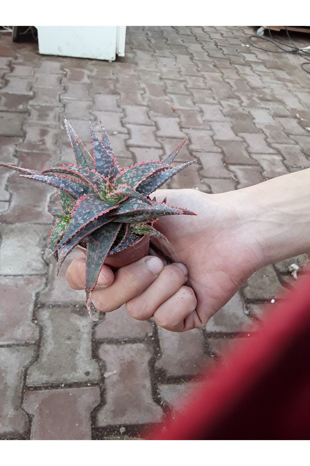 Aloe Pink Blush - Güneşte Kızarır - Büyük Boy - Sukulent 2