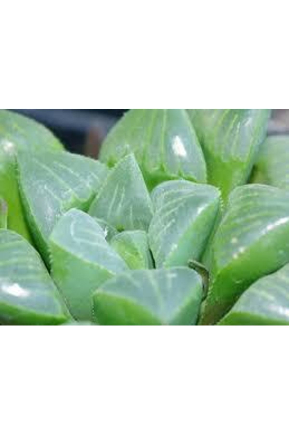Haworthia Bayeri Retusa Yarı Saydam Yapraklar - Sukulent 3