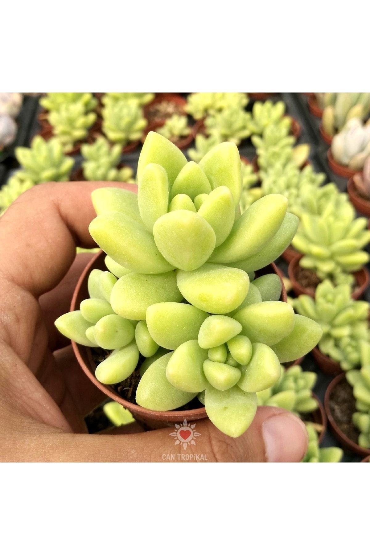 Graptosedum Hyrbid, Sari Yeşil Kiwi Rengi Sukulent 3