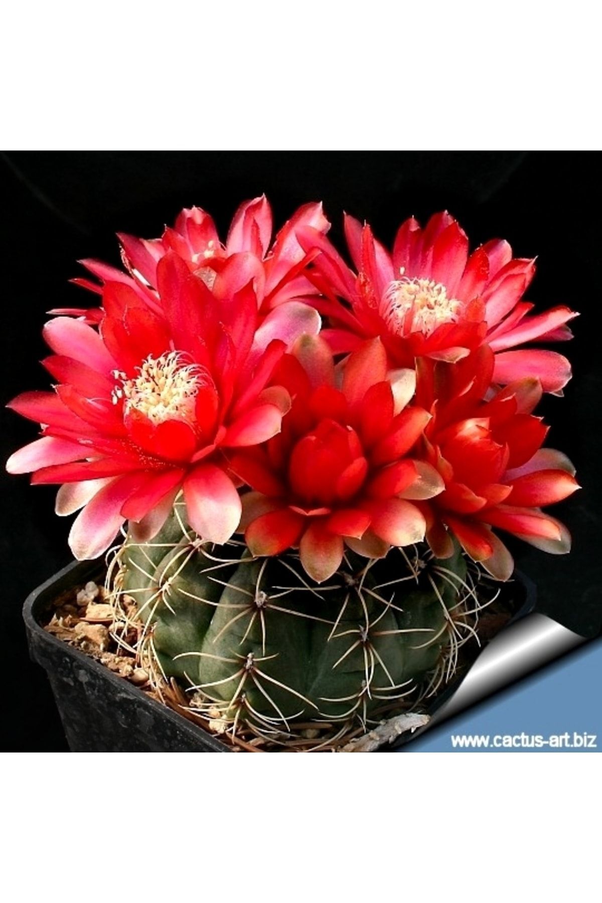 Gymnocalycium Baldianum Renkler Karışık - Kaktüs 4