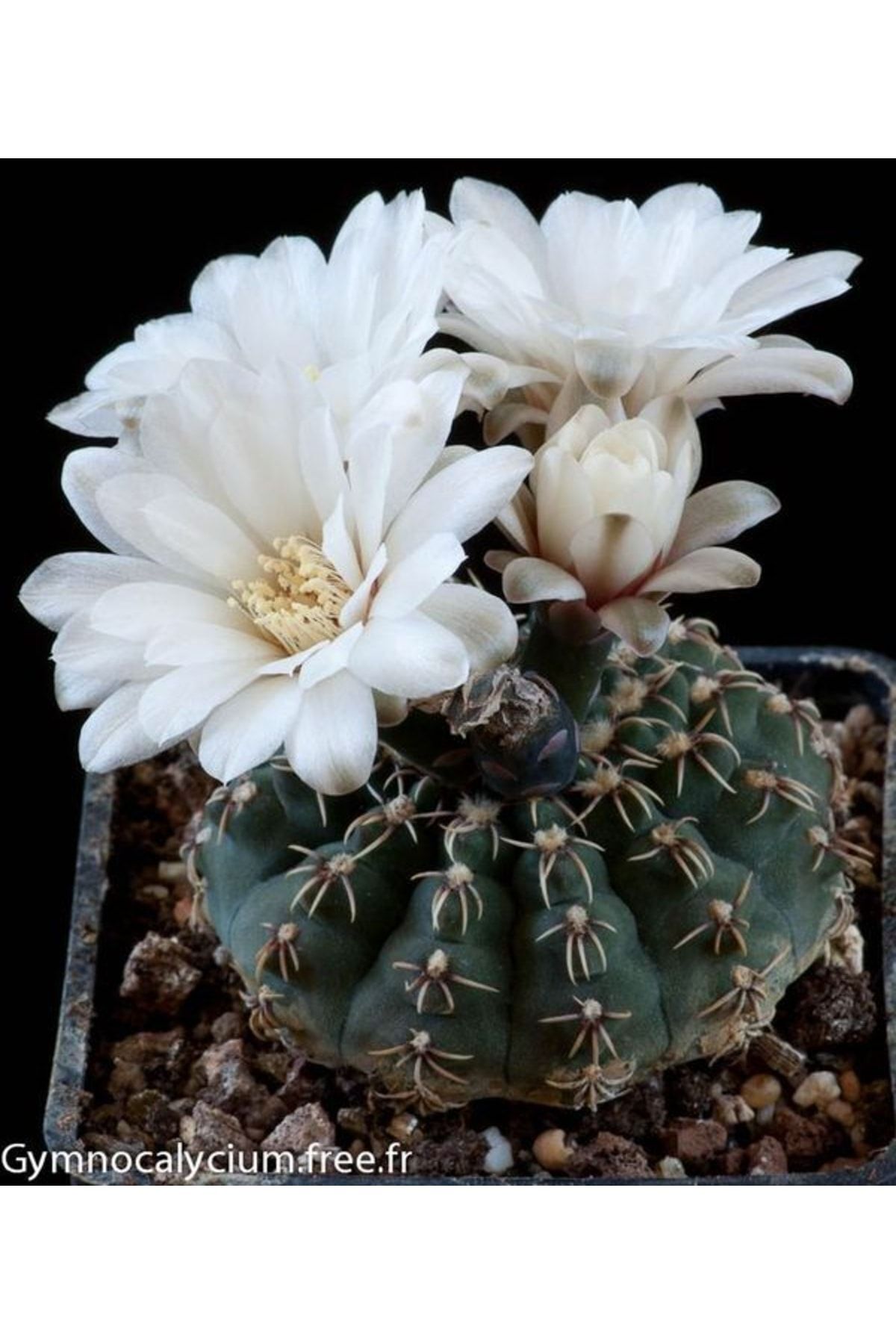 Gymnocalycium Baldianum Renkler Karışık - Kaktüs 5